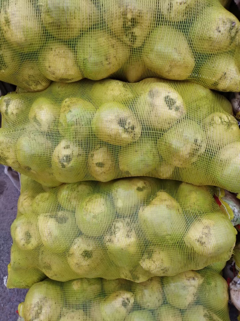 芥菜疙瘩