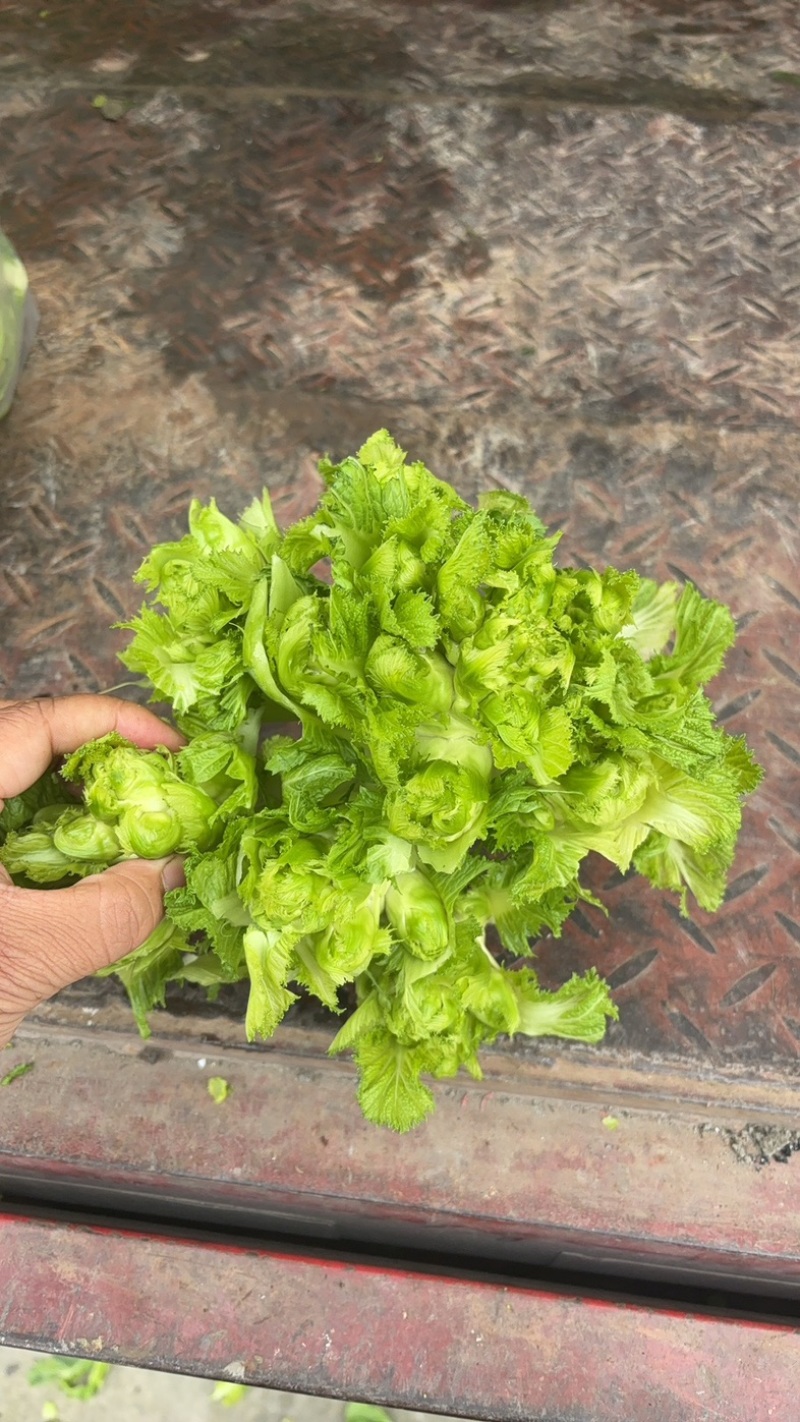 精品本地儿菜