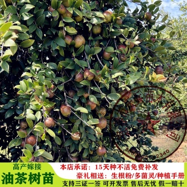 【油茶苗批发】正宗长林系高产嫁接油茶苗假一赔十量大从优