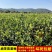 【油茶苗批发】正宗长林系高产嫁接油茶苗假一赔十量大从优