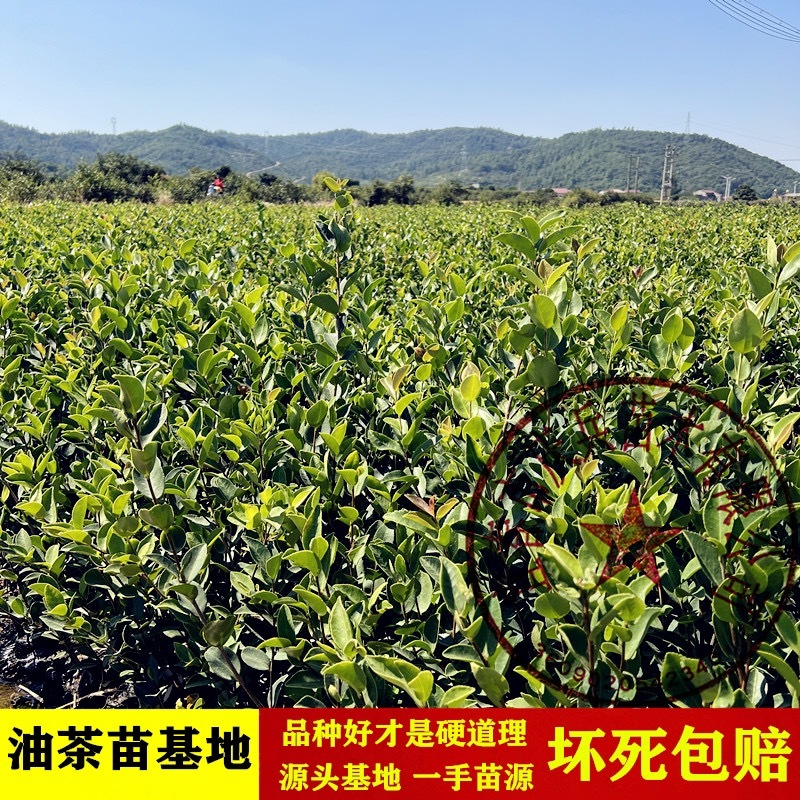 【油茶苗批发】正宗长林系高产嫁接油茶苗假一赔十量大从优