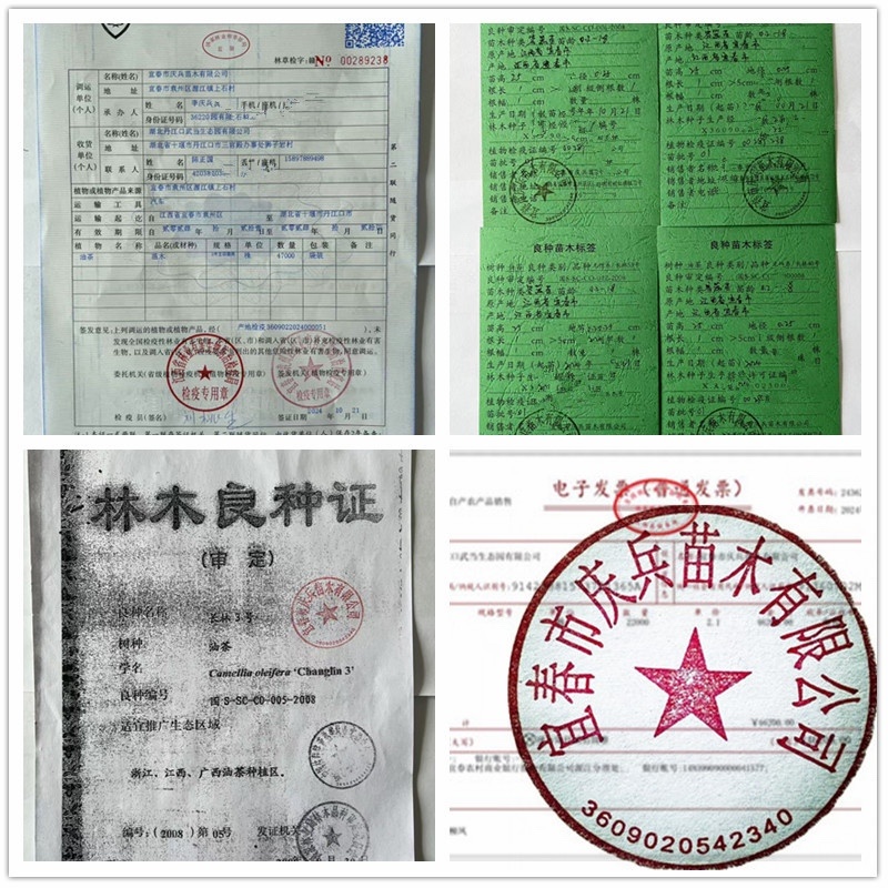 【油茶苗批发】正宗长林系高产嫁接油茶苗假一赔十量大从优