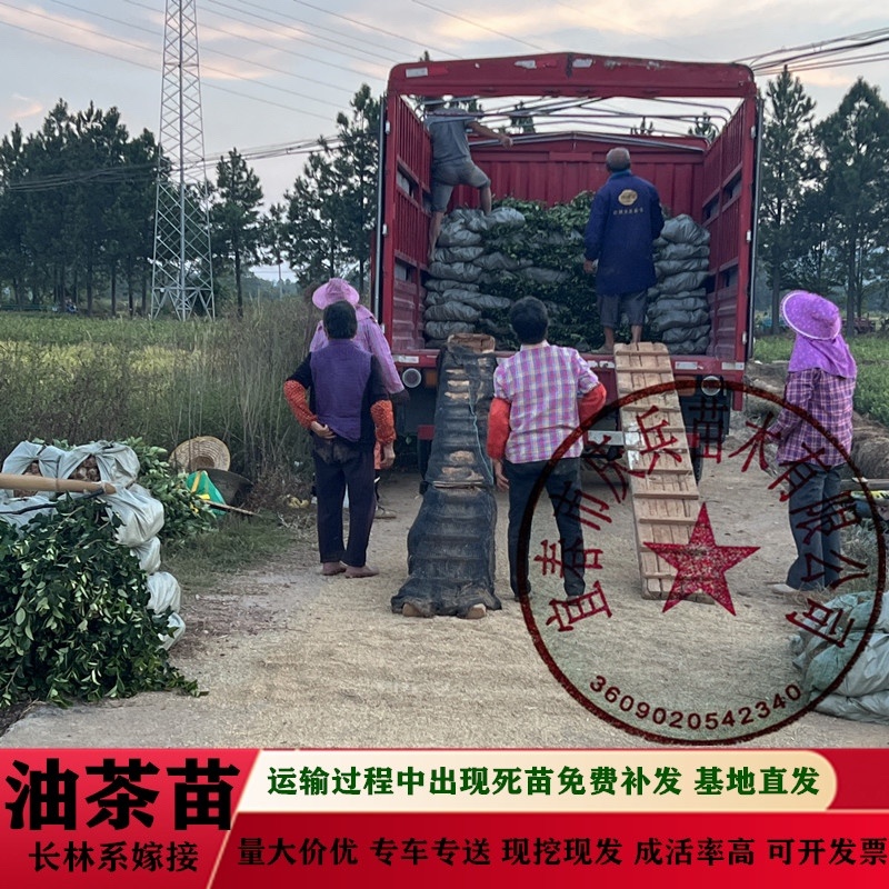【油茶苗批发】正宗长林系高产嫁接油茶苗假一赔十量大从优