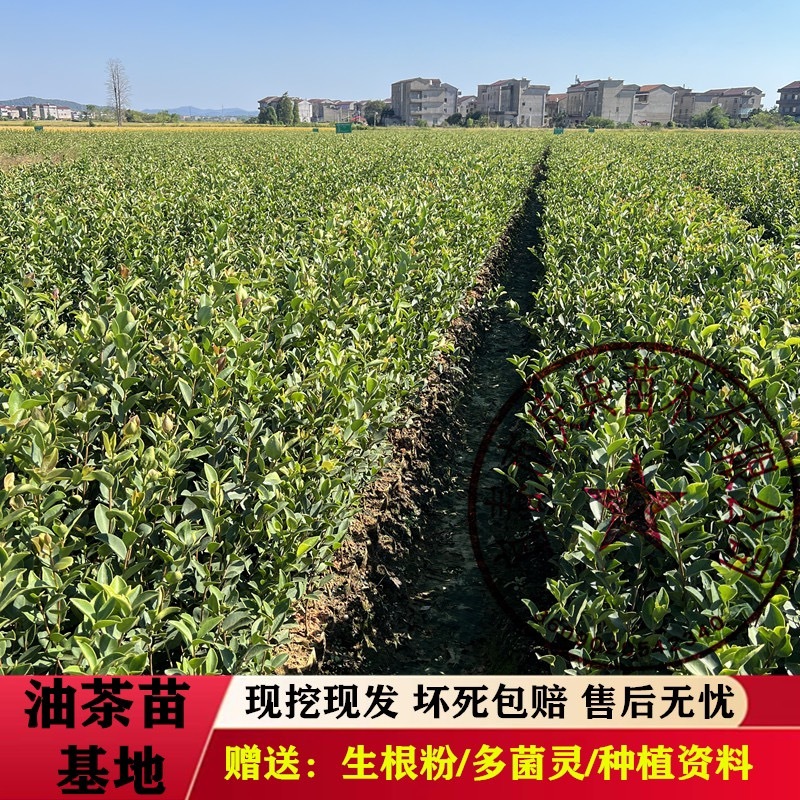 【油茶苗批发】正宗长林系高产嫁接油茶苗假一赔十量大从优