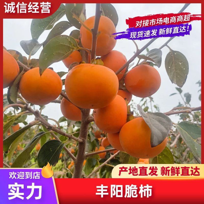 陕西省阳丰脆甜柿子大量上市，可大量供应市场，商超，电商