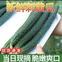 [河北黄瓜]一手货源/产地直发/密刺黄花/精品/随时联系