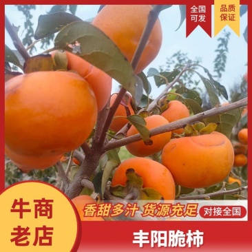陕西省大荔县阳丰脆柿大量成熟，可供应市场，电商，商超