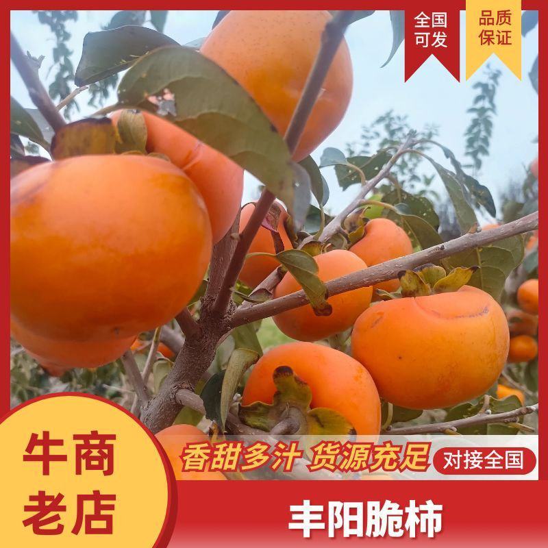陕西省大荔县阳丰脆柿大量成熟，可供应市场，电商，商超