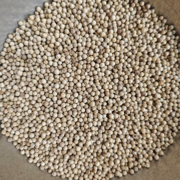 越南白胡椒自有加工厂没有中间商赚差价保质保量零售批发