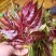 新鲜香椿芽