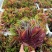 新鲜香椿芽