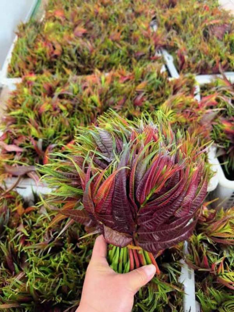 新鲜香椿芽