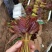 新鲜香椿芽