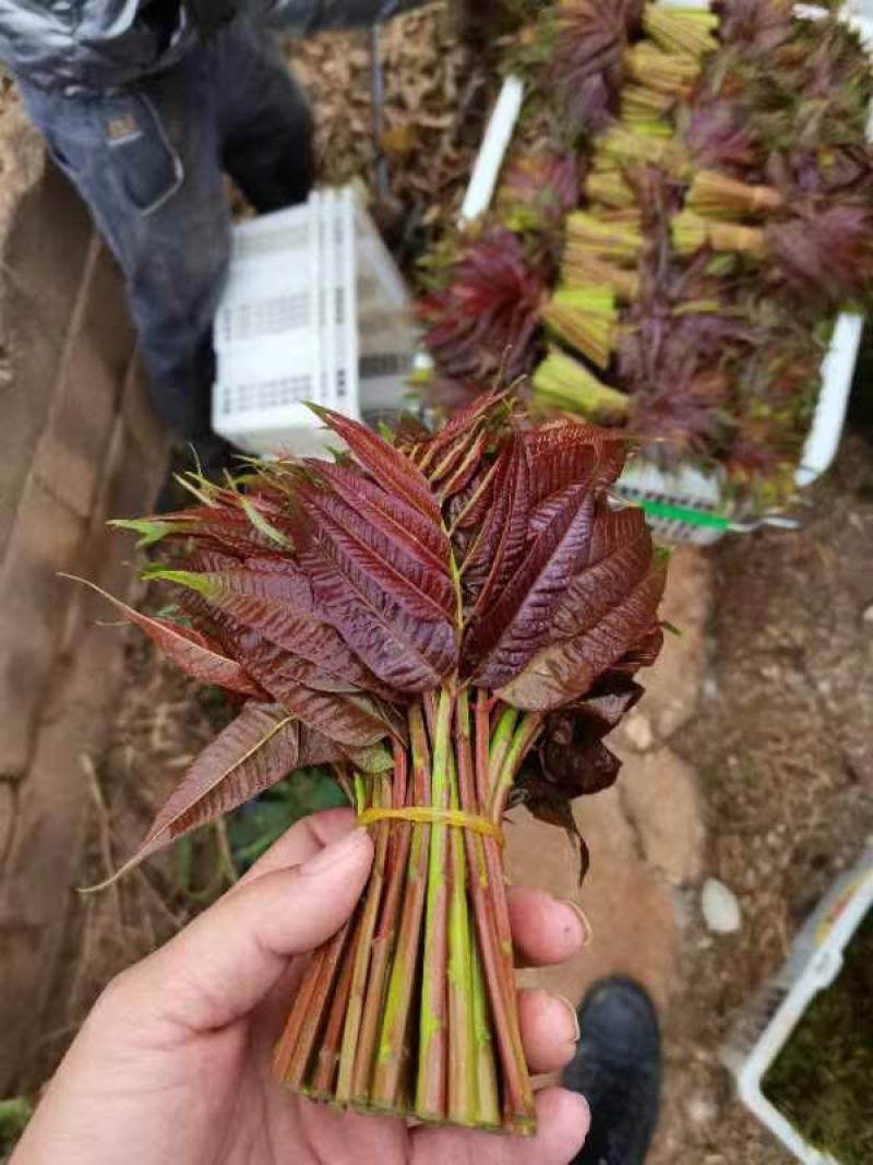 新鲜香椿芽