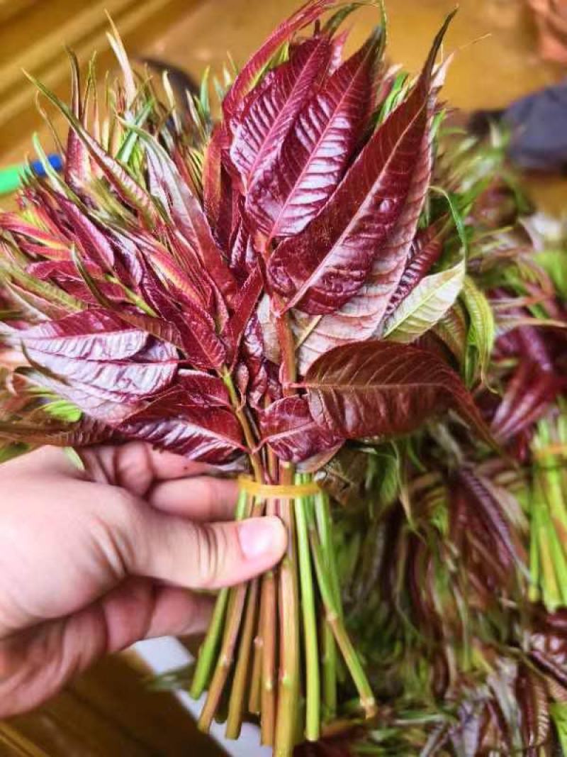 新鲜香椿芽