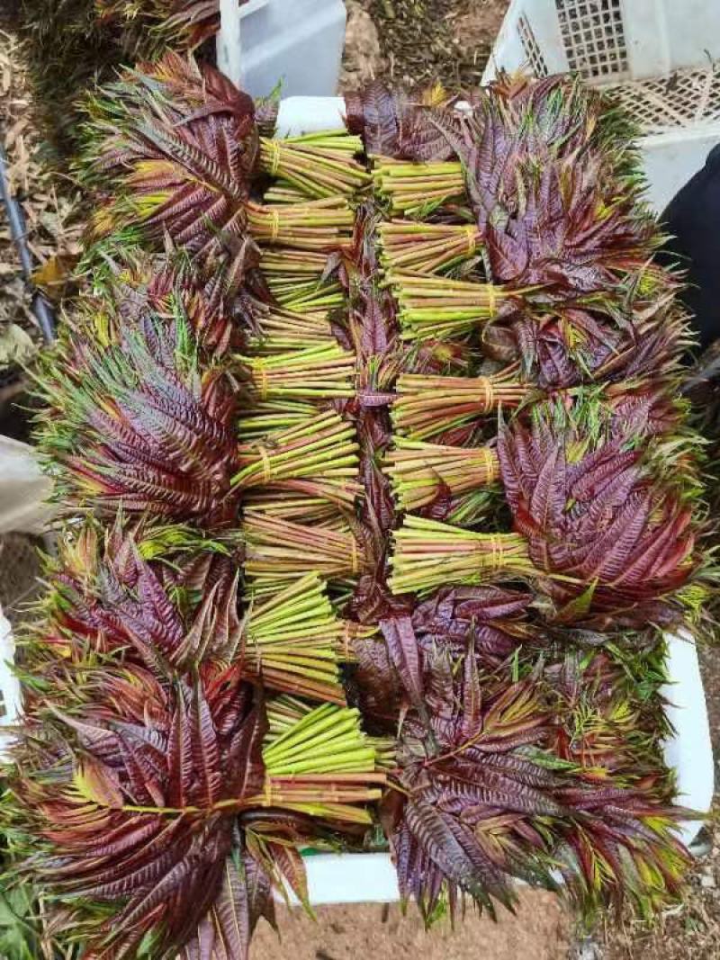 新鲜香椿芽
