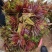 新鲜香椿芽