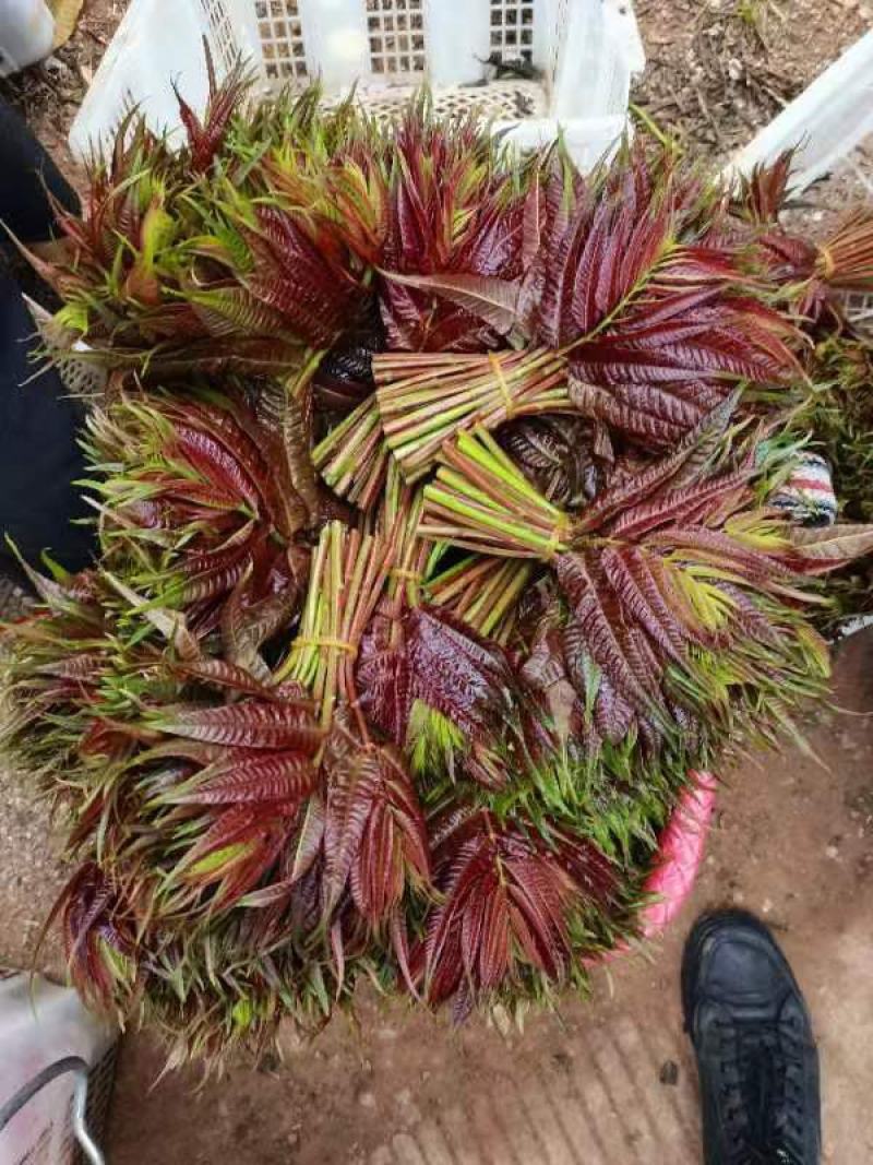 新鲜香椿芽