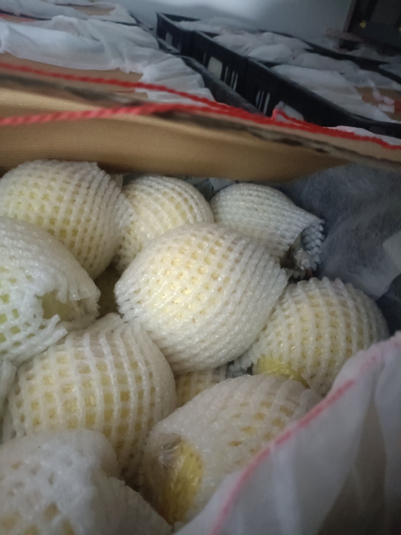 河北省衡水市阜城县霞口镇膜袋鸭梨产地直发口感好价格低