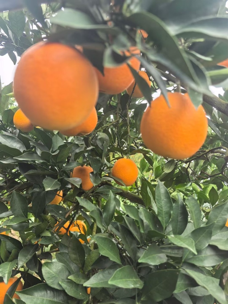 【实力推荐九月红果冻橙】可以吸的橙子产地直供质量保证