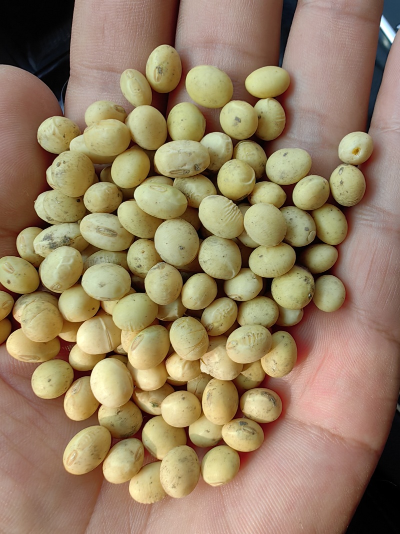 今年质量很好