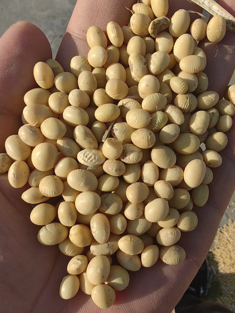 今年质量很好