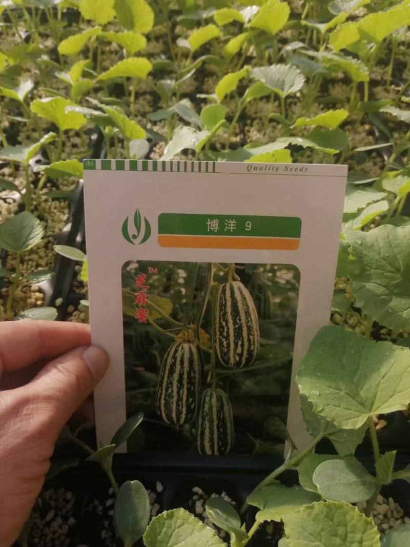 杭椒苗，香辣杭椒苗，杭椒一号，杭椒苗批发，小杭椒苗