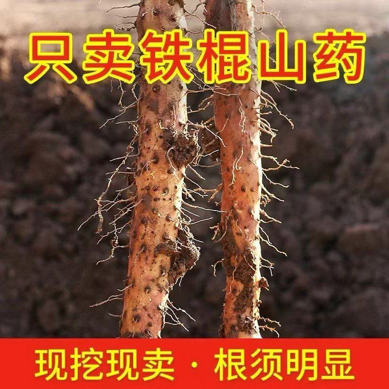 河北铁棍山药一手资源产地直发保障品质