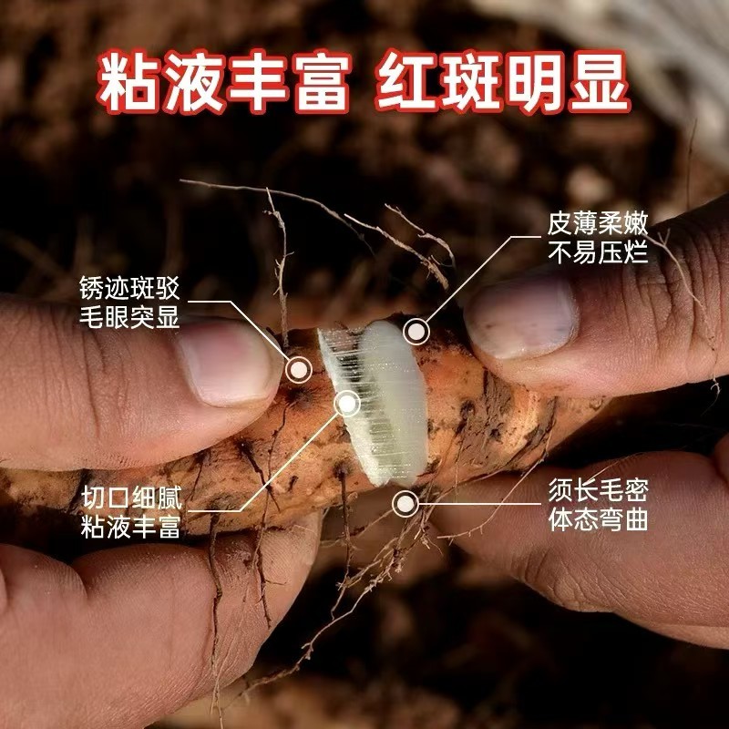河北铁棍山药一手资源产地直发保障品质