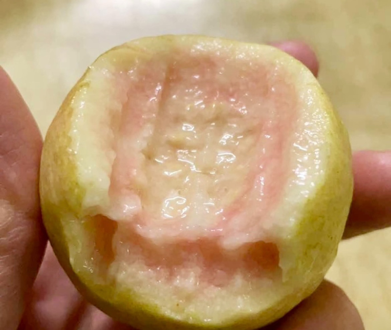 广州增城本地胭脂四季红番石榴，你们吃过吗？真的贼好吃。