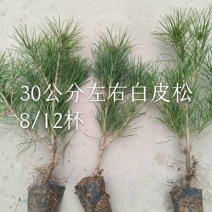 白皮松小杯苗