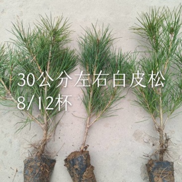 白皮松小杯苗