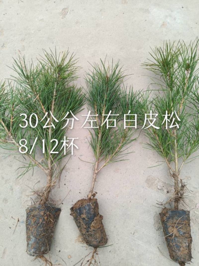 白皮松小杯苗
