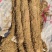 新鲜山药,健康美味,直供农场,保证品质量大从优质优