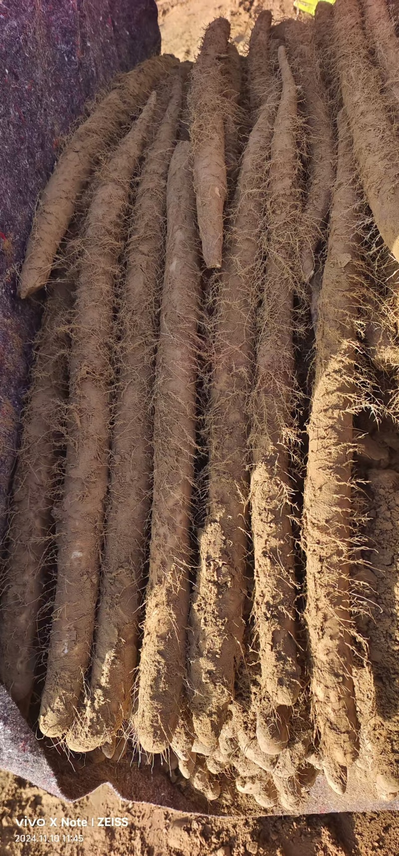新鲜山药，健康美味，直供农场，保证品质量大从优质优