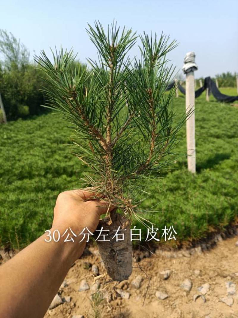 白皮松小杯苗