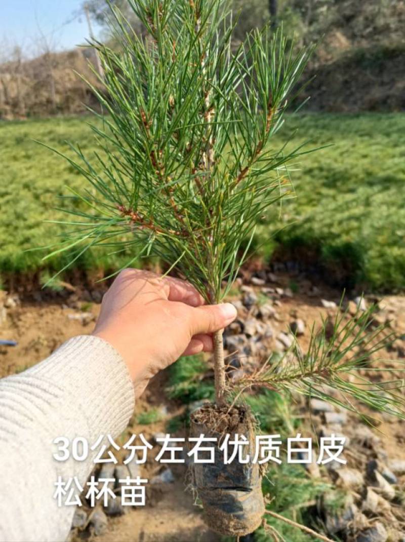 白皮松小杯苗