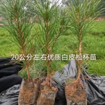 3年生20公分左右小杯白皮松苗