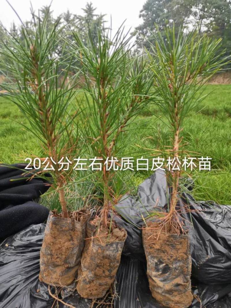 3年生20公分左右小杯白皮松苗