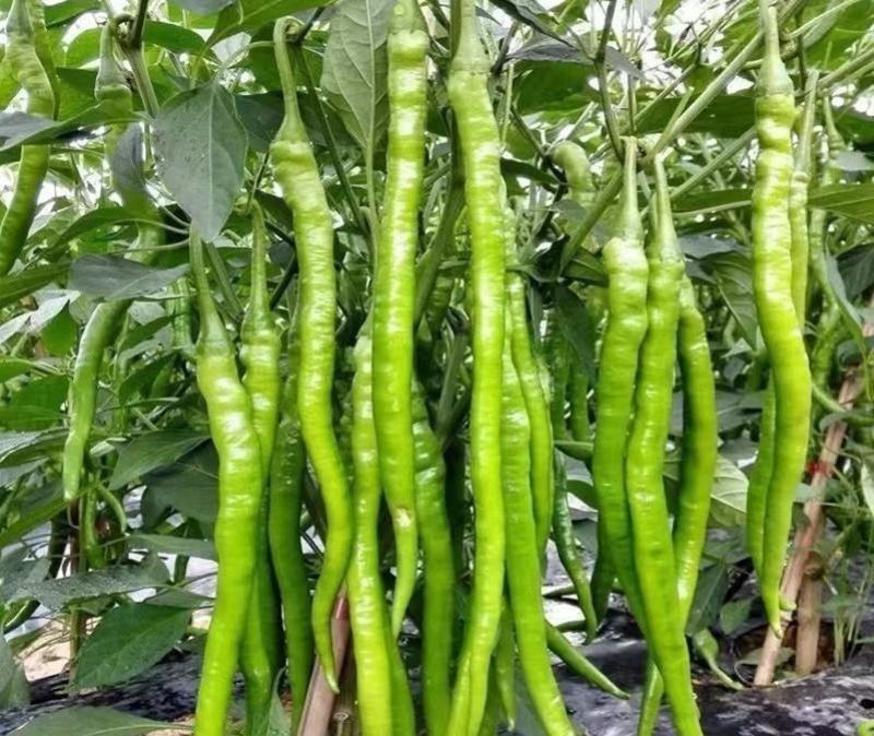 线椒苗，黑线椒苗，黄线椒苗，长线椒苗，二荆条线椒苗