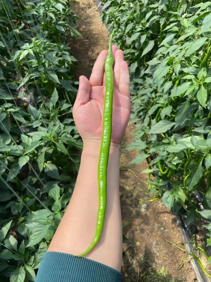线椒苗，黑线椒苗，黄线椒苗，长线椒苗，二荆条线椒苗