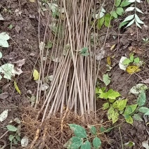 黄柏苗