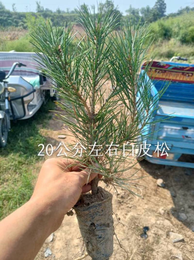 3年生20公分左右小杯白皮松苗
