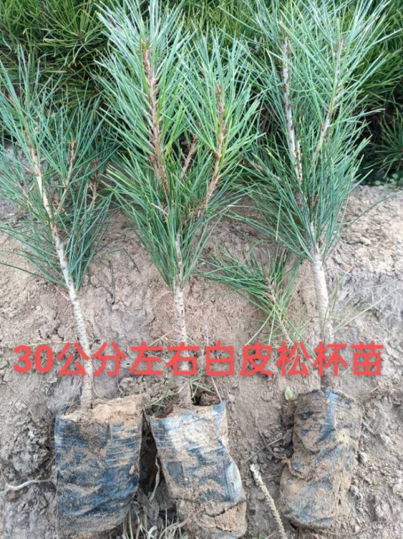 3年生20公分左右小杯白皮松苗