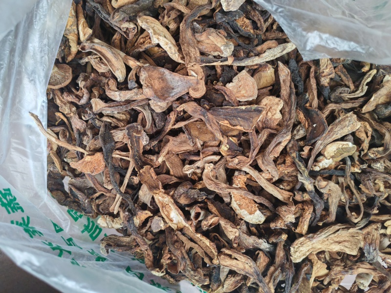 野生美味牛肝菌黑牛肝菌
