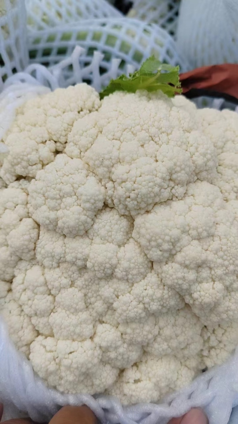 精品有机花、产地直供、货源充足、质量保证、