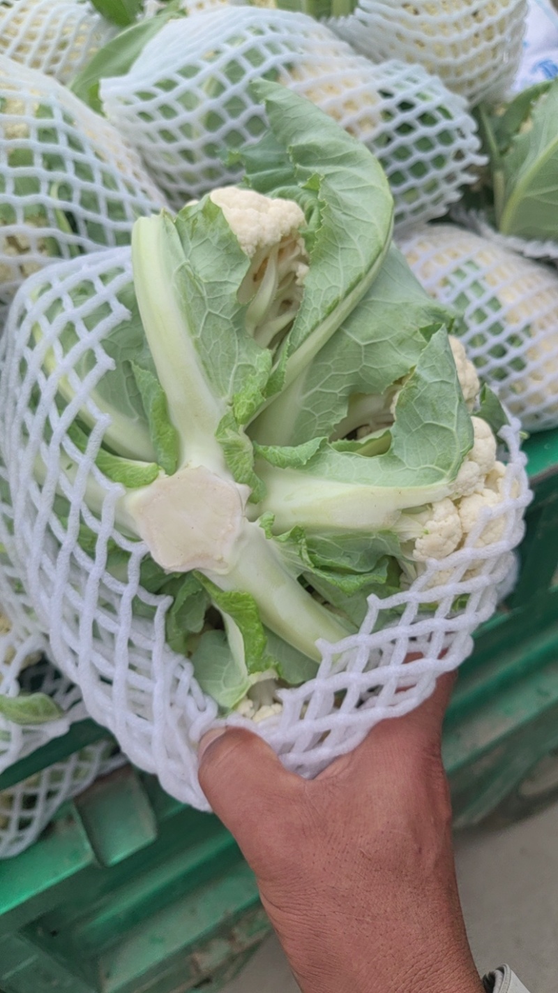 精品有机花、产地直供、货源充足、质量保证、
