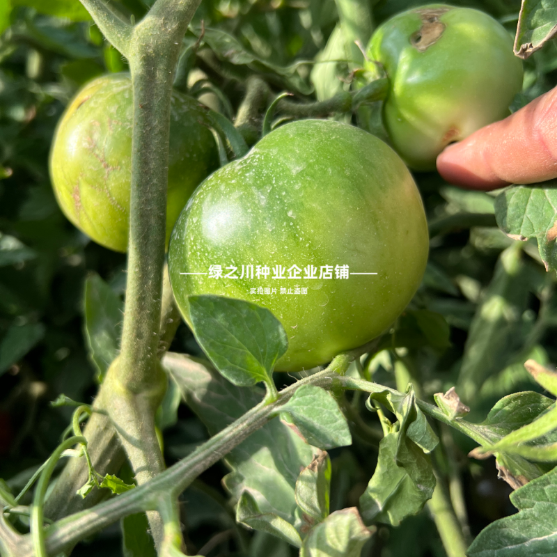 罗兰绿番茄种子阿卡莎苹果柿子绿色西红柿种子贼不偷番茄种籽