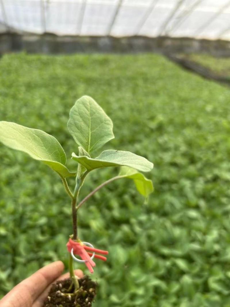 嫁接线茄苗，嫁接杭茄苗，紫红线茄苗，紫黑长线茄苗