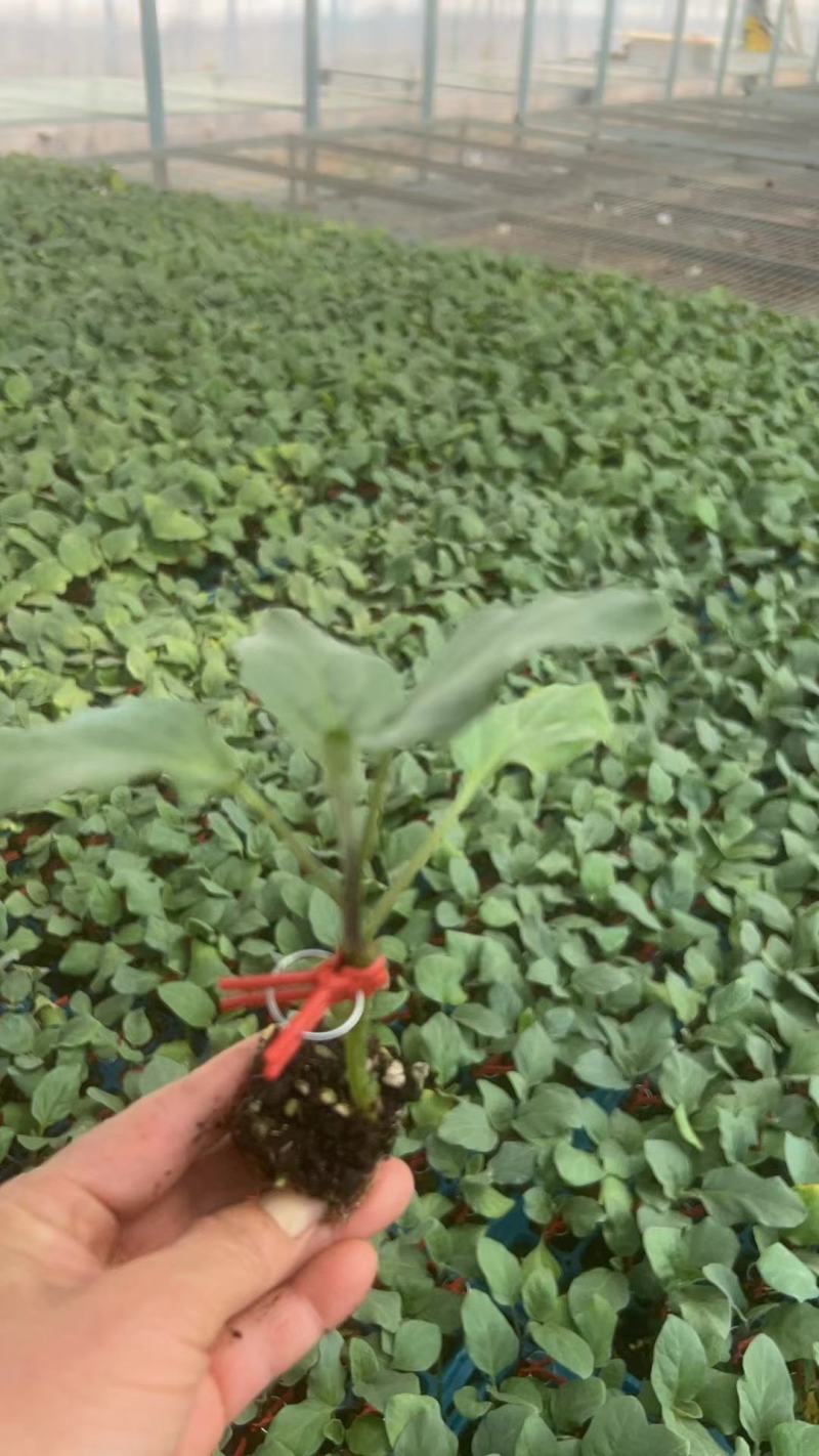 嫁接线茄苗，嫁接杭茄苗，紫红线茄苗，紫黑长线茄苗